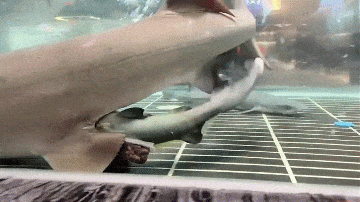 Shark giving birth