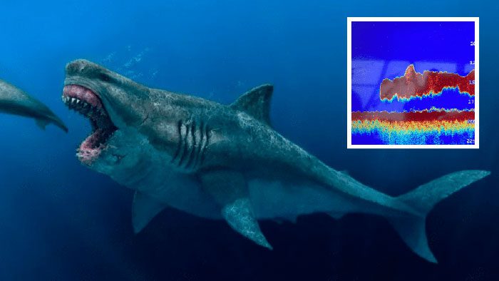 Megalodon Shark