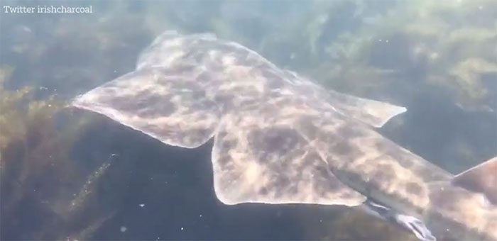 Angel Shark