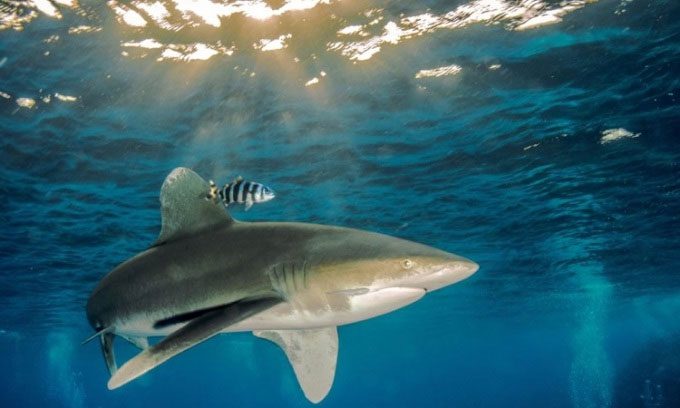 White tip sharks usually live near the surface.