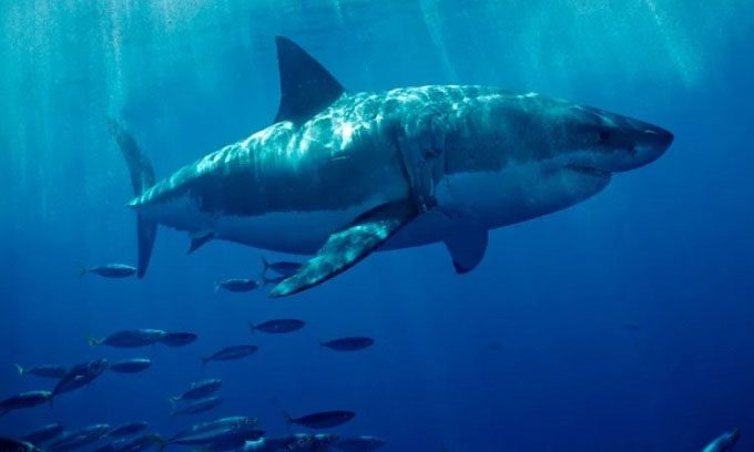 Florida's waters are home to many shark species.