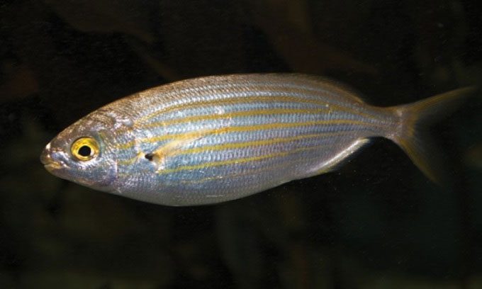 Sarpa Salpa