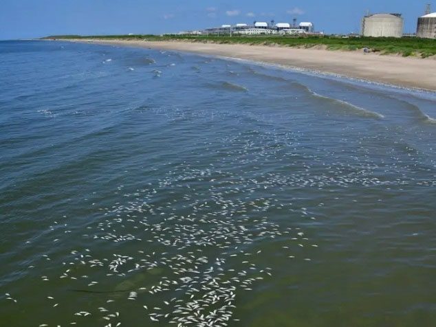 Shallow waters also filled with dead fish.