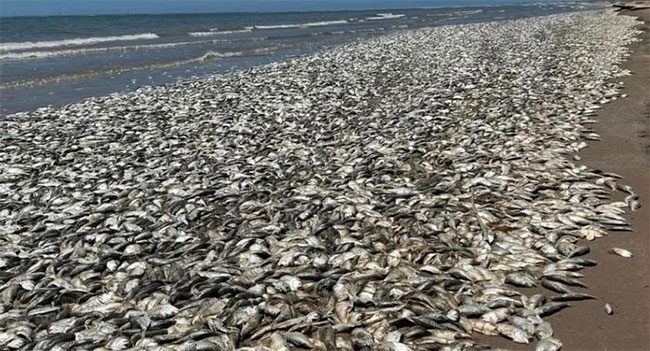 Dead fish cover Quintana Beach.