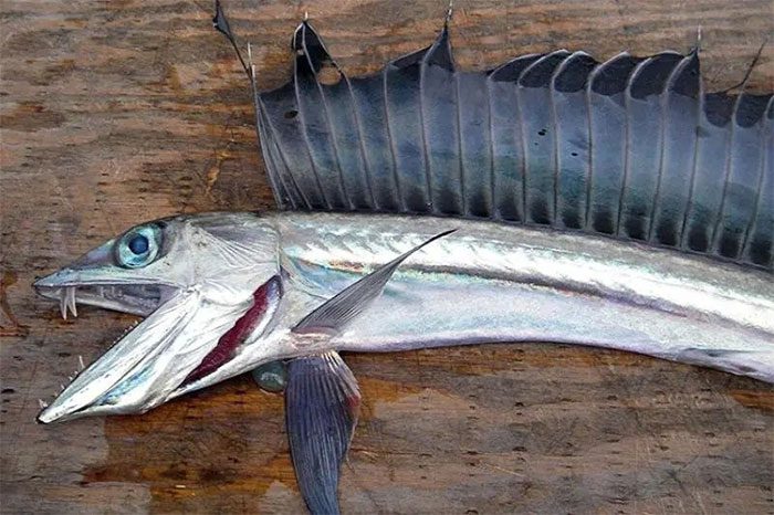 A spear-nosed fish washed up on the Oregon coast