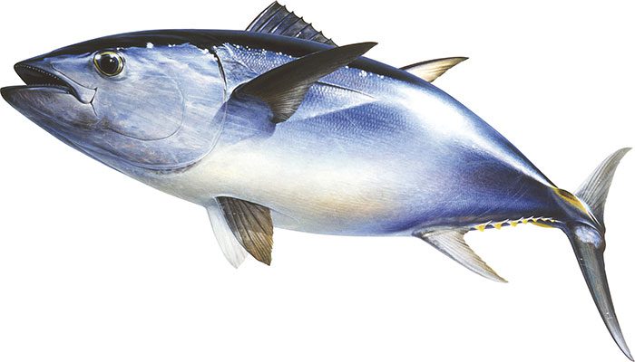Southern Bluefin Tuna