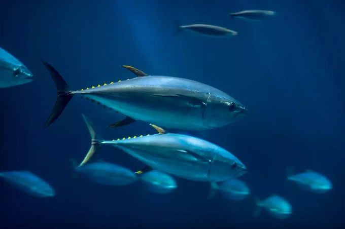 If they stop swimming, tuna will die from suffocation.