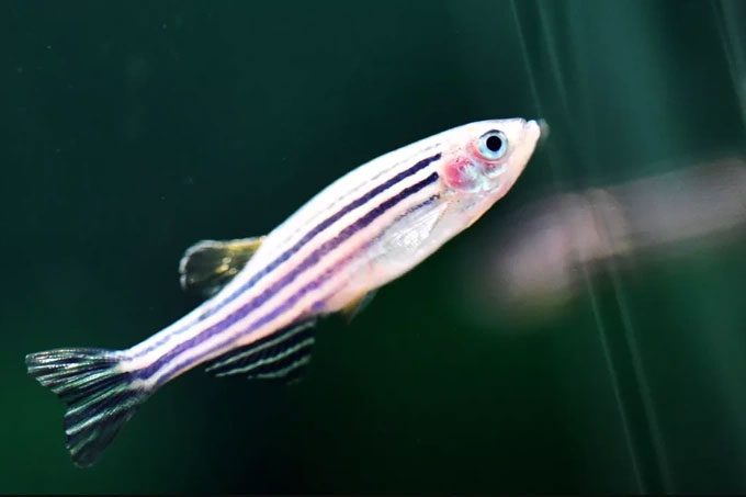 Zebrafish will be sent to China's Tiangong Space Station.