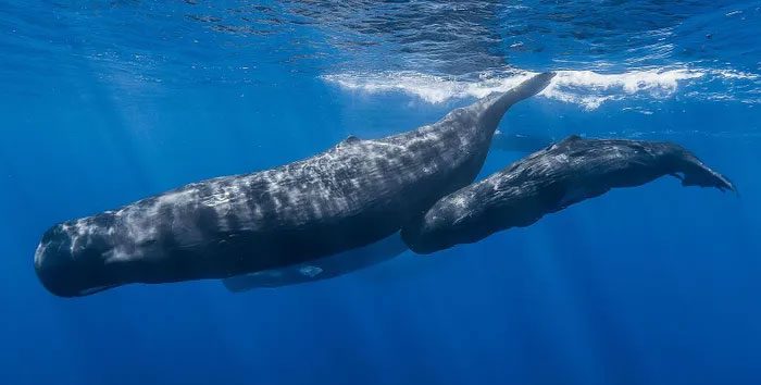 A sperm whale and its calf.
