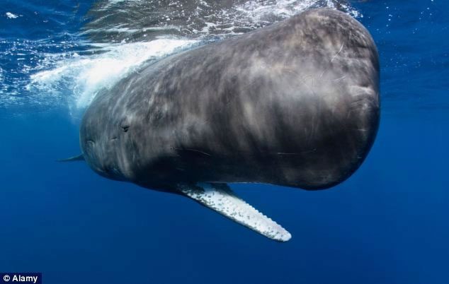 Sperm whale
