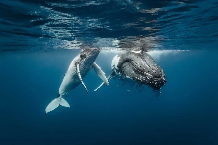 In some whale species, the blubber can be over 30cm thick.
