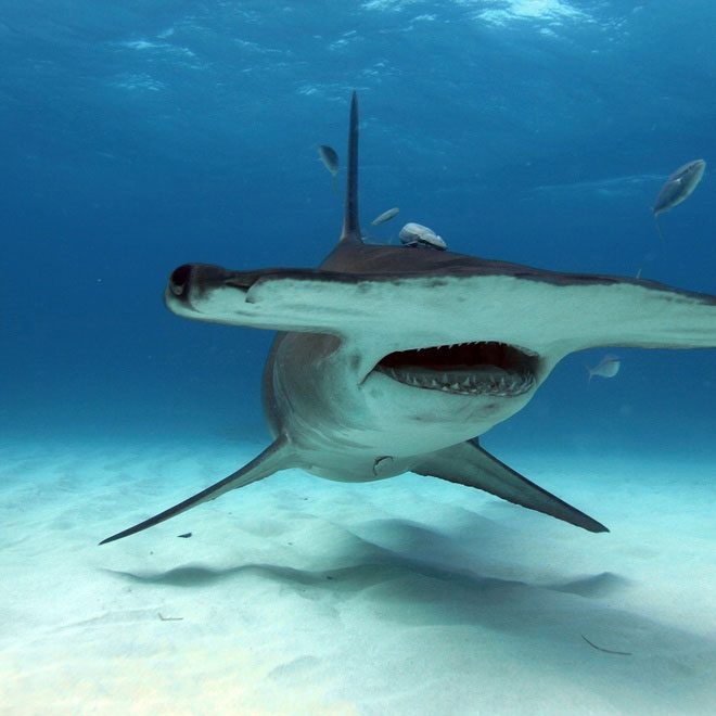 Hammerhead sharks lack size advantages but possess remarkable diving capabilities.