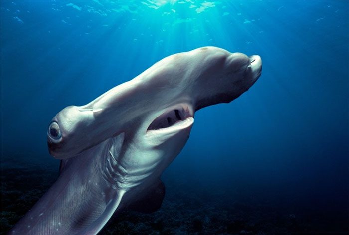 A hammerhead shark with its mouth and gills open, near the ocean surface off Hawaii.