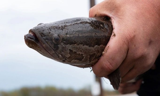 Northern Pike have been recorded in 18 states across the U.S.