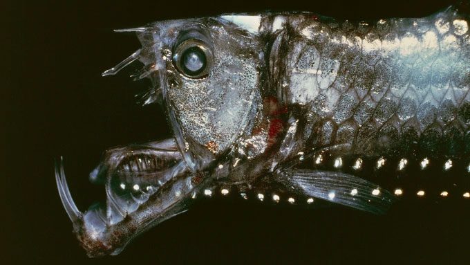 Sloane's Viperfish