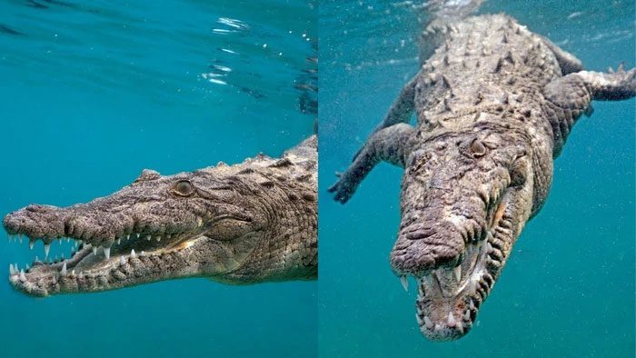 Crocodiles are certainly stronger in terms of size and bite force ratio.