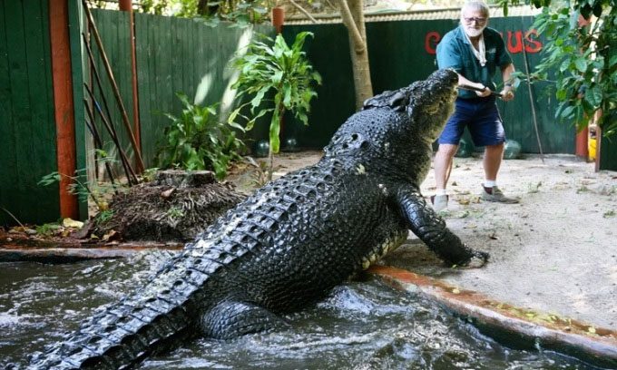 Cassius has an estimated lifespan of around 120 years.