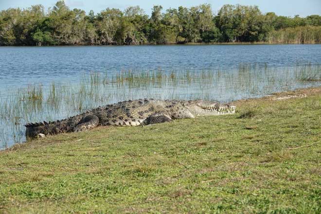 The wild American alligator can reach lengths of up to 4.3 meters.
