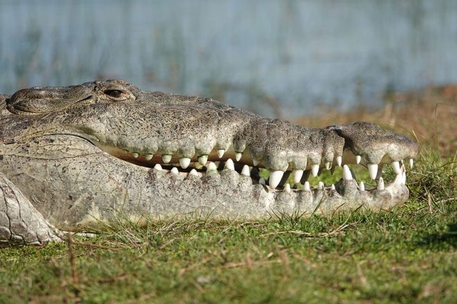 This species of alligator is quite docile.