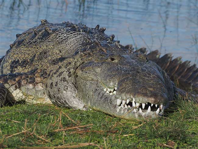 Croczilla is believed to be the largest alligator at Everglades National Park.