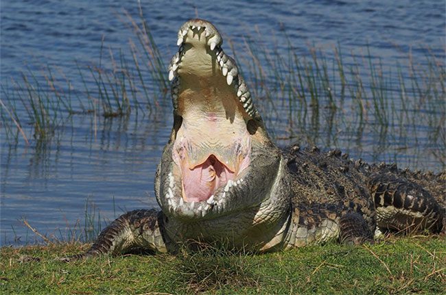 Croczilla sunbathing on the bank of a pond and often opening its mouth to regulate its body temperature.