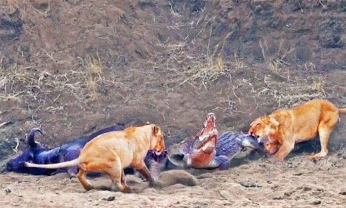 Both the crocodile and the lions refuse to yield the buffalo carcass.