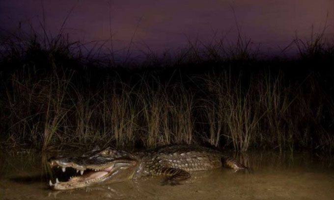 An adult spectacled caiman in the Biscayne Bay wetlands.
