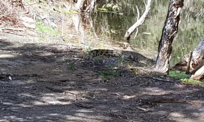 Crocodile at the water's edge at Half Moon Bay Golf Club.