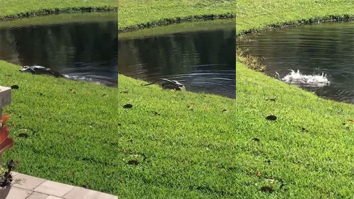 The alligator lunges to attack, overpowering the snake and pulling it beneath the water.