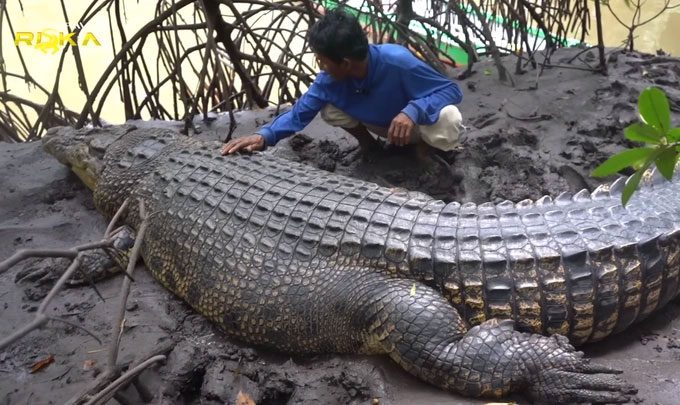 Saltwater crocodiles are fierce and can attack humans.