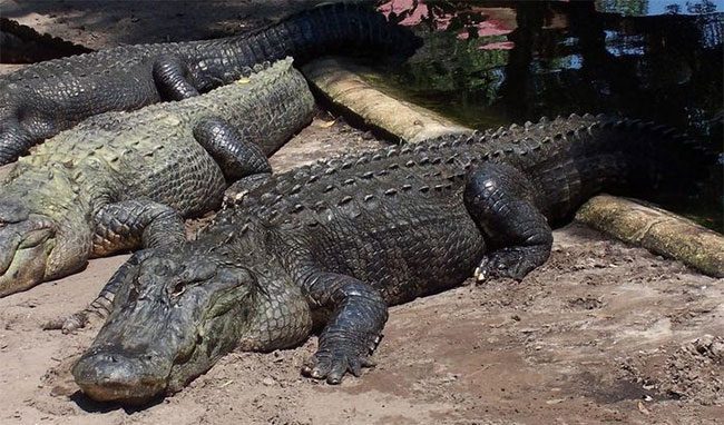 The American alligator in Parque Reptilandia has never mated.