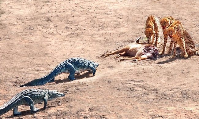 A large group of crocodiles intimidates the cheetahs, forcing them to abandon their prey and flee.