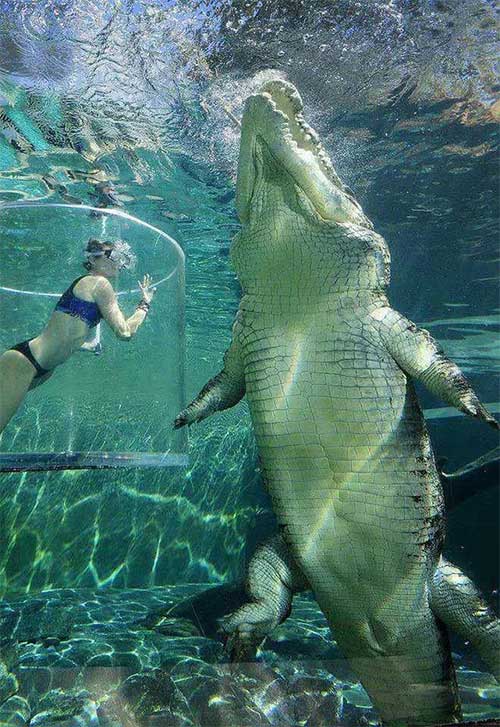 The saltwater crocodile is the largest living reptile in the world today.