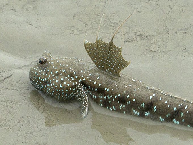 Mudskipper