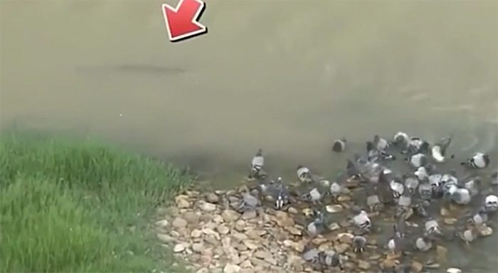 The predatory catfish stealthily approaches a flock of pigeons.