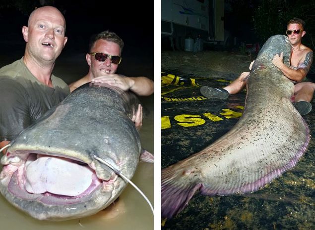 Wels catfish can weigh up to nearly 140 kg.