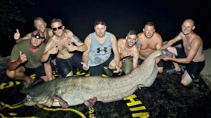 Giant Wels catfish