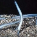 ca van xuong amphioxus 5989