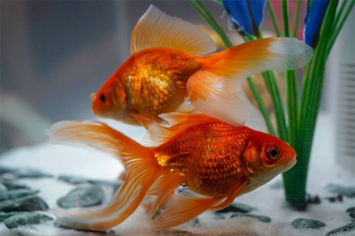 The way the orientation cells in fish function is somewhat different from the norm.