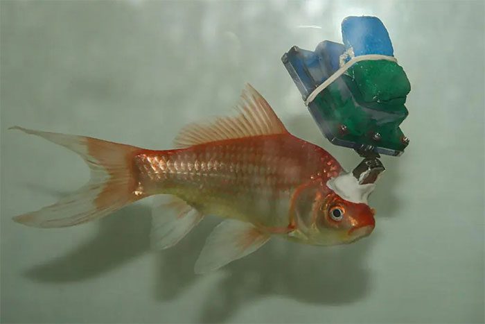 Cyborg Goldfish