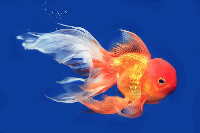 It is challenging to conduct graft experiments on fish because "fish need water and you need them not to move."