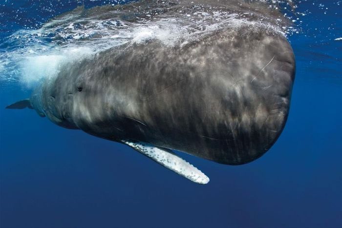 Every whale living in the ocean is a giant carbon-capturing "factory."