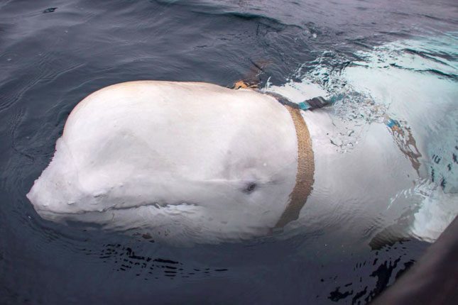 The beluga whale, wearing a harness, spotted in Norwegian waters in April 2019.