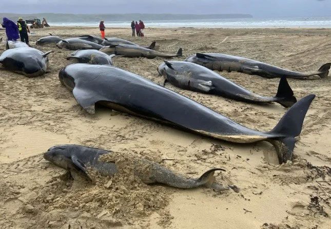 Pilot whales lying scattered on the beach in Scotland.
