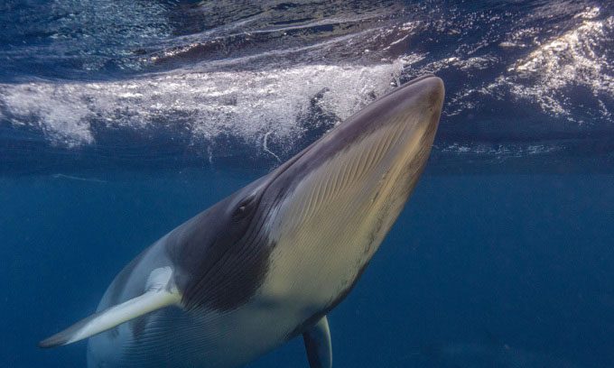 An adult minke whale off the coast of Australia.