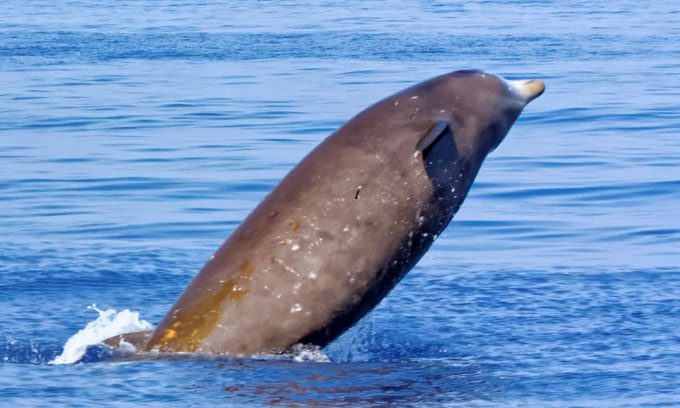 Cuvier's Beaked Whale
