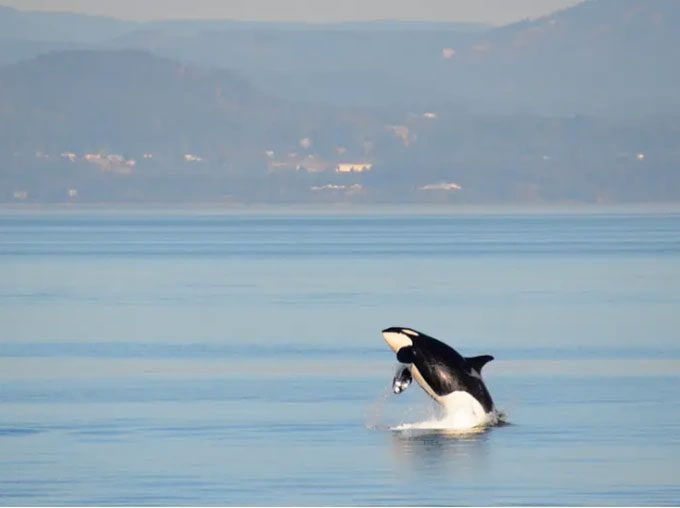 An orca in the Northwest Pacific Ocean.