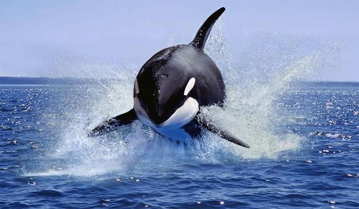 Orcas