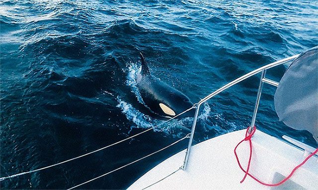 Orcas swimming close and violently ramming into the yacht to attack