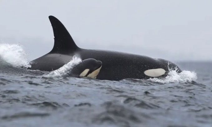 Female orca teaching younger one to target the rudder.